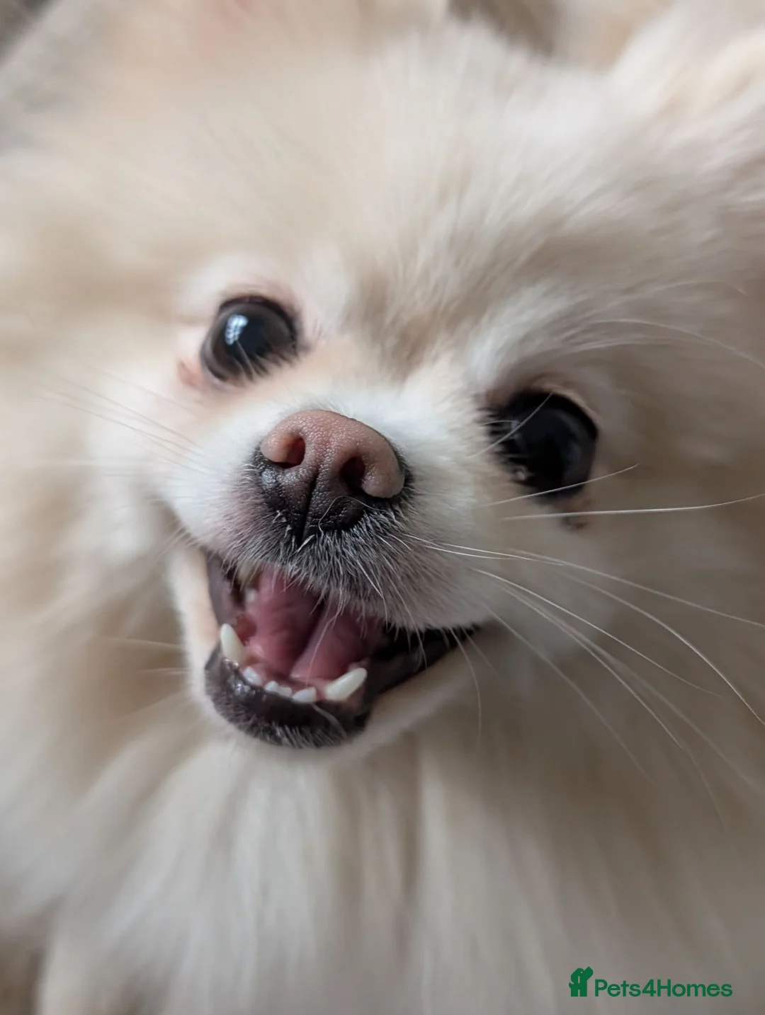 Pomeranian dogs for adoption: Our Beautiful Pom looking for a Forever Home - Advert 2