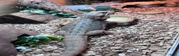Bearded Dragon reptiles for sale: bearded dragon all the set up in Norwich - Advert 6