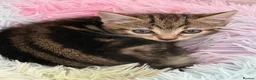 Mixed Breed cats for sale:  2 STUNNING TABBY KITTENS  - Advert 4