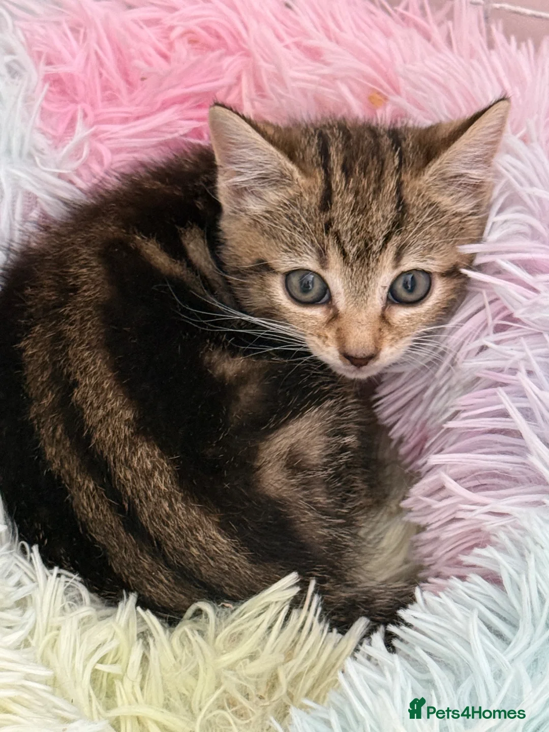 Mixed Breed cats for sale:  2 STUNNING TABBY KITTENS  - Advert 4