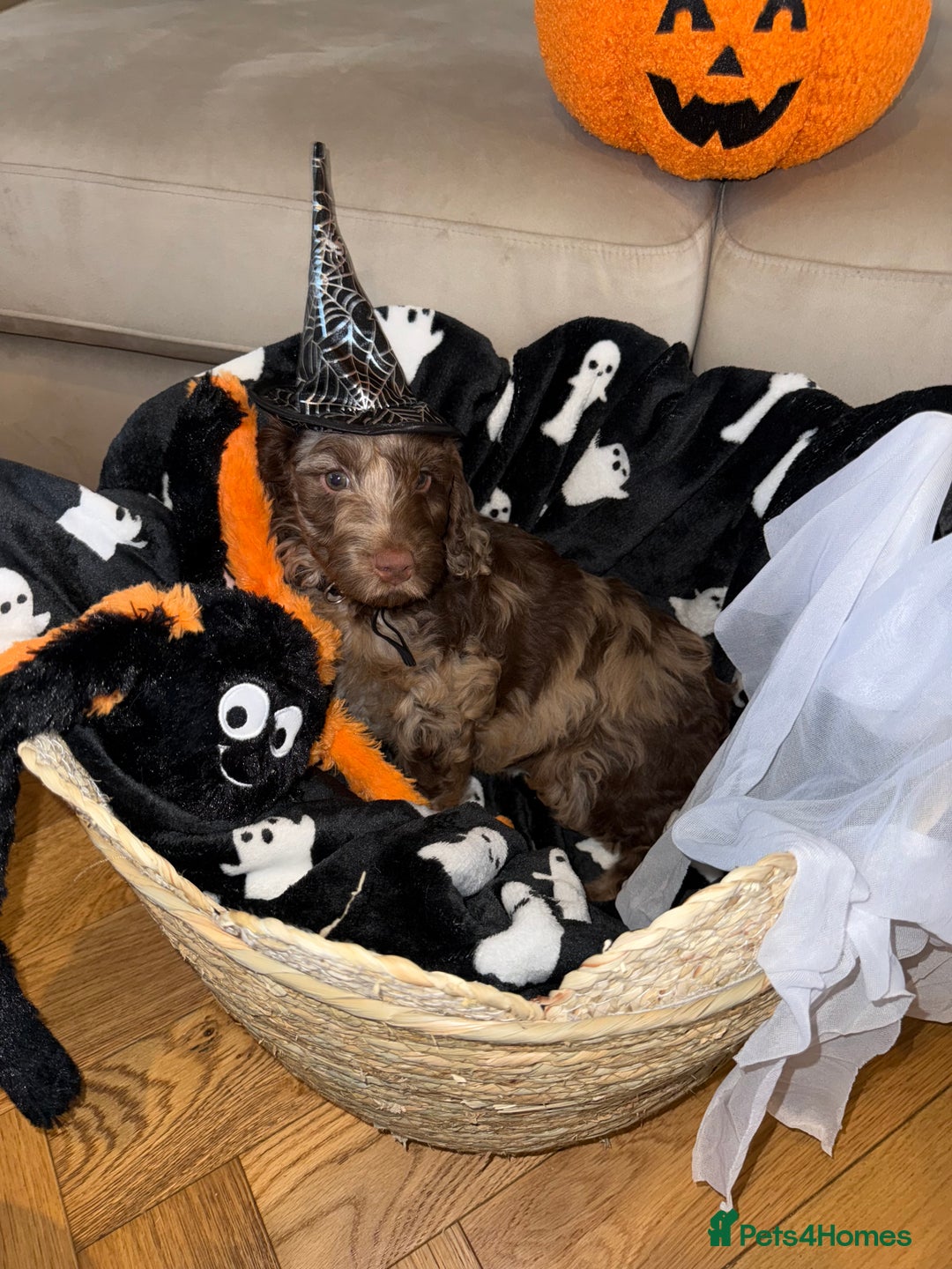 Cockapoo dogs for sale: F1 Cockapoo puppies  - Image 34
