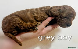 Miniature Poodle dogs for sale: MINIATURE POODLE PUPPIES.   - Advert 27