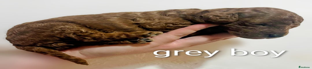 Miniature Poodle Puppy 6