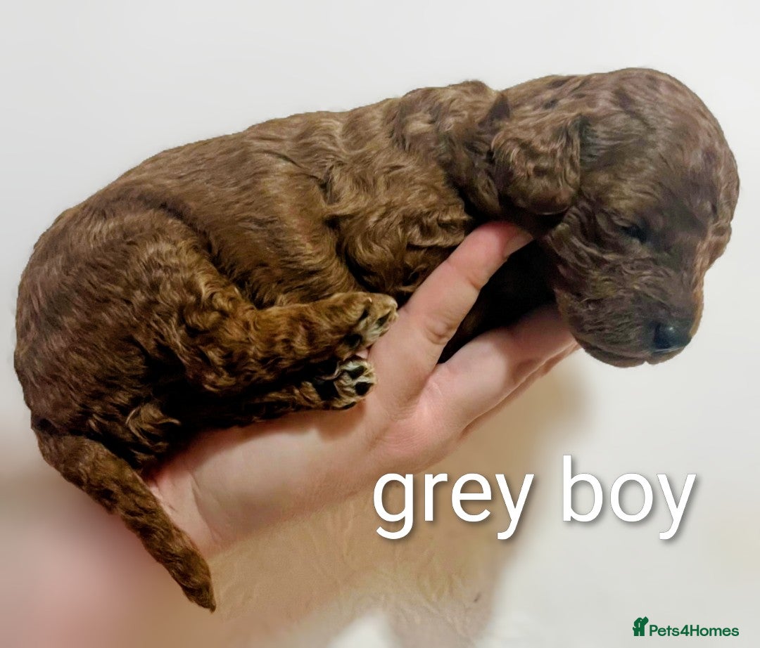 Miniature Poodle dogs for sale: MINIATURE POODLE PUPPIES.   - Advert 27