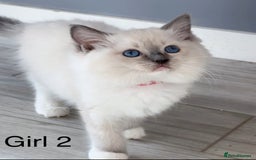 Ragdoll cats for sale: Beautiful Ragdoll kittens - Image 7