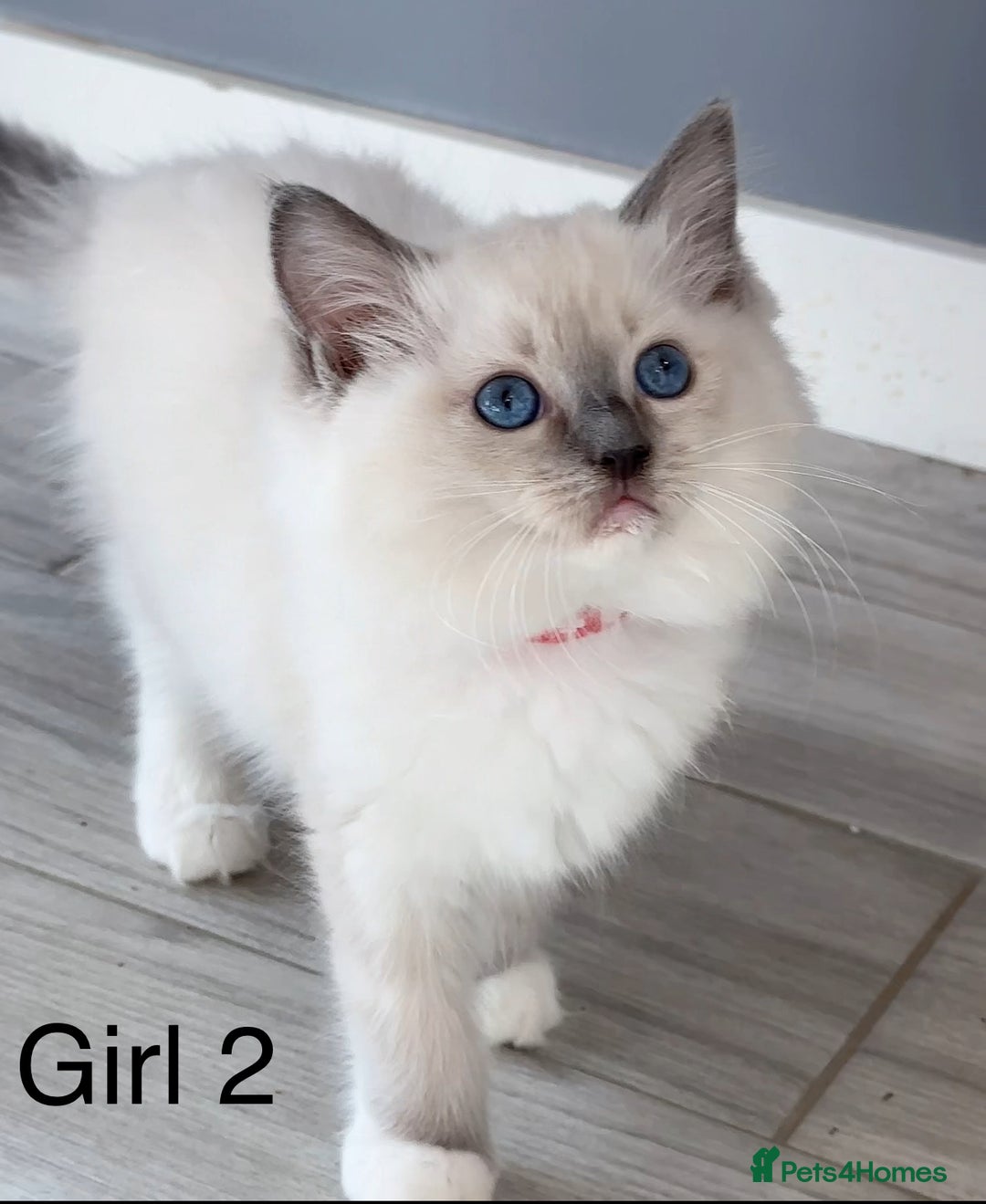 Ragdoll cats for sale: Beautiful Ragdoll kittens - Image 7