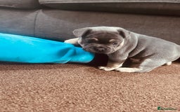 French Bulldog dogs for sale: Stunning French bulldog boy - Image 18