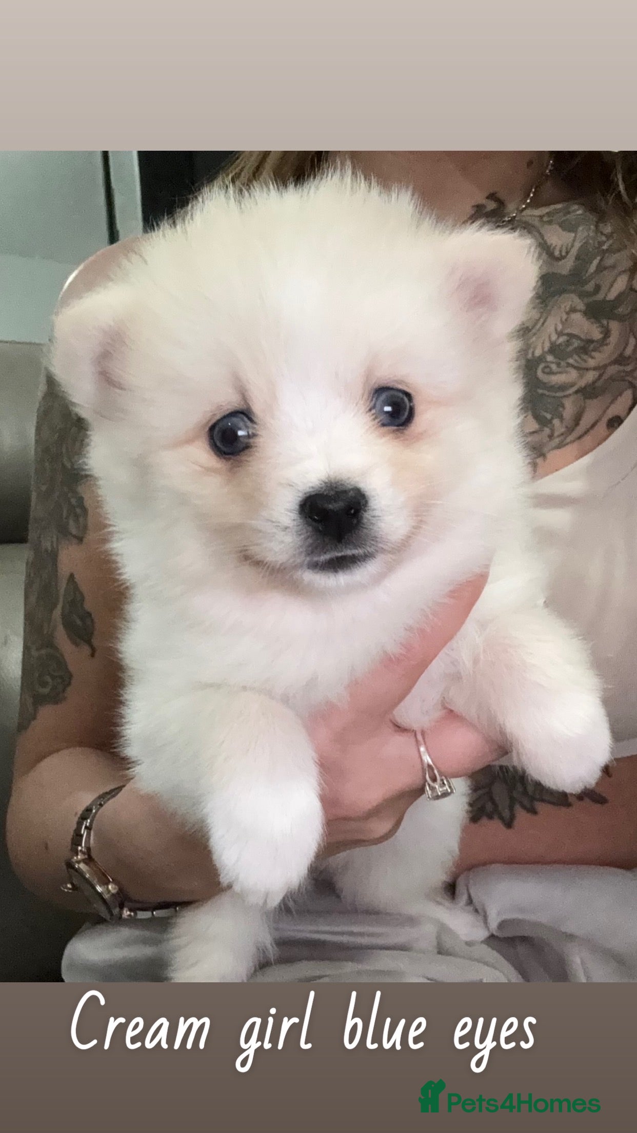 Pomsky dogs Pomsky pups in Ayr - Advert 1