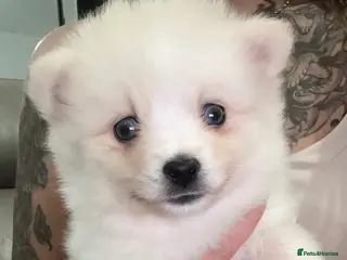 Pomsky dogs Pomsky pups in Ayr - Advert 1