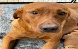Labrador Retriever dogs for sale: Fox Red Labrador Pups For Sale - Image 9