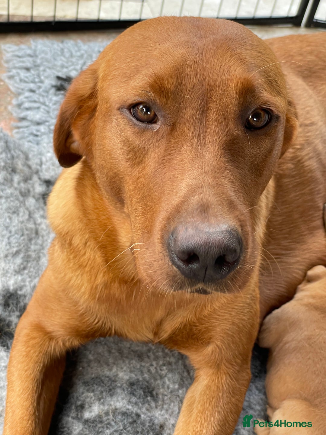 Labrador Retriever dogs for sale: Fox Red Labrador Pups For Sale - Image 9