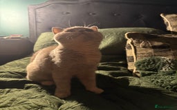 British Shorthair cats for sale: Ready nowBeautiful lilac tortie kitten - Image 6