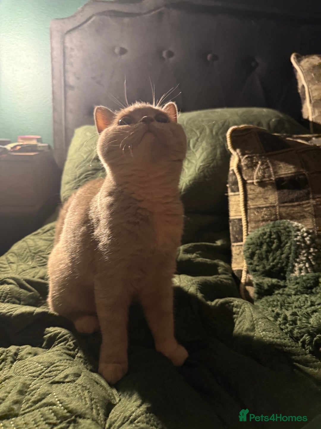British Shorthair cats for sale: Ready nowBeautiful lilac tortie kitten - Image 6
