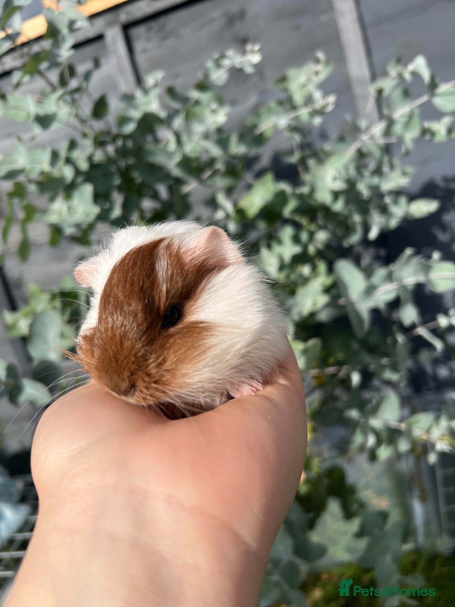Guinea Pig rodents Baby guinea pigs for sale - Advert 9