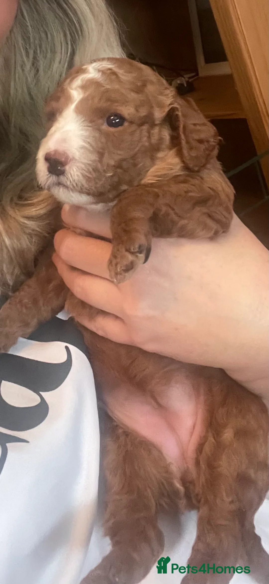 Cockapoo dogs for sale: X3 f1b cockapoo puppies  - Advert 15