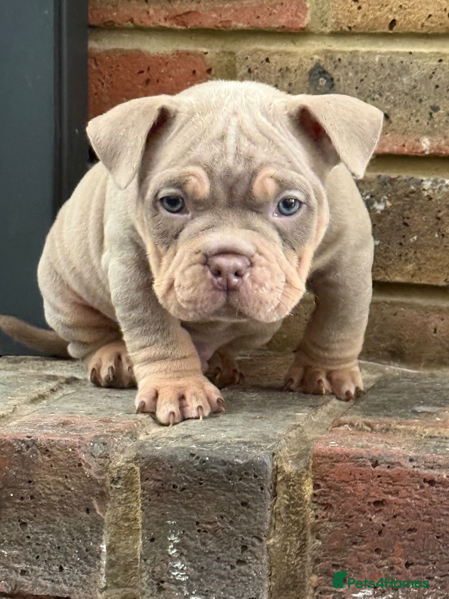 American Bully dogs Micro bullies top quality  - Advert 15