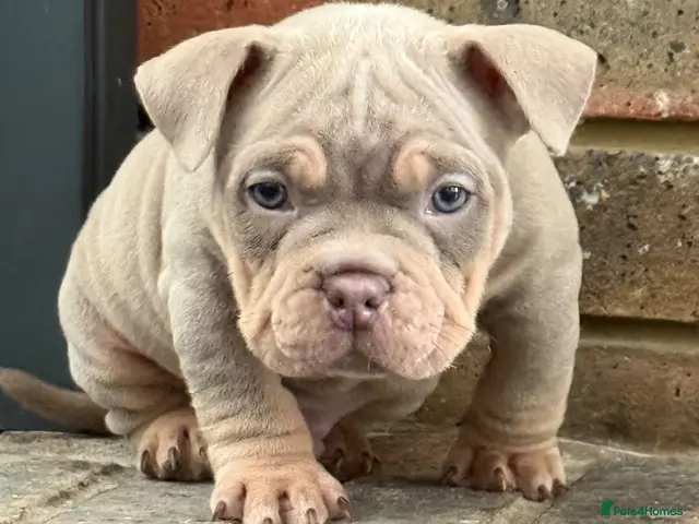 American Bully dogs for sale: Micro bullies - Advert 2