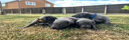 Whippet dogs for sale: KC Registered Blue Whippet Puppies in Doncaster - Advert 9
