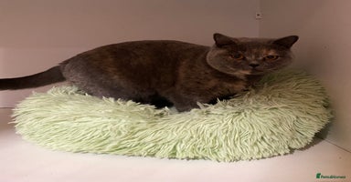 British Shorthair cats - Advert 2