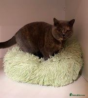 British Shorthair cats - Advert 10