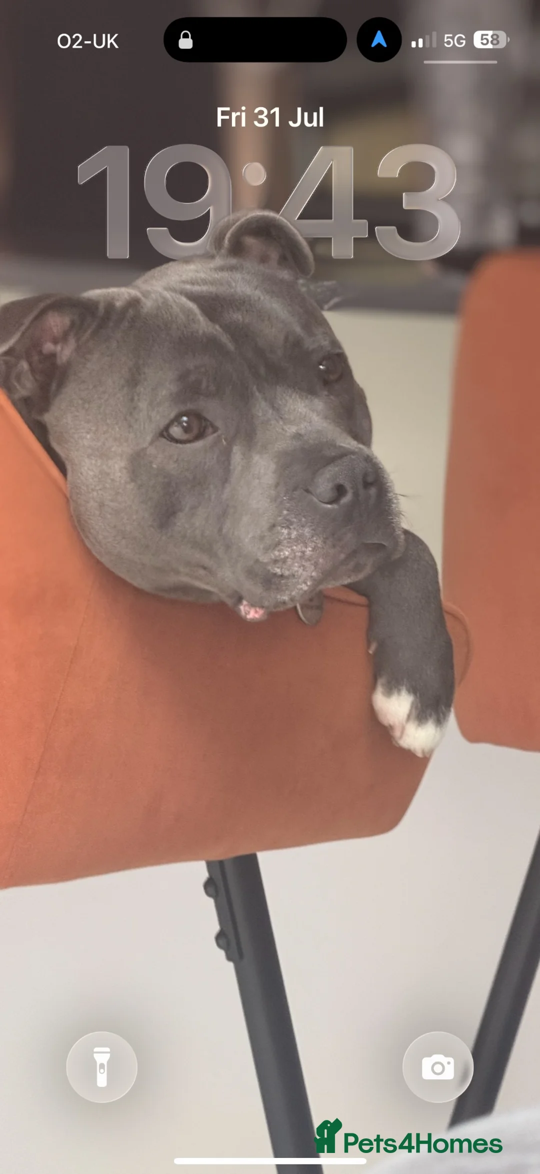 Staffordshire Bull Terrier dogs for stud: Up for stud!  in Wigan - Advert 2