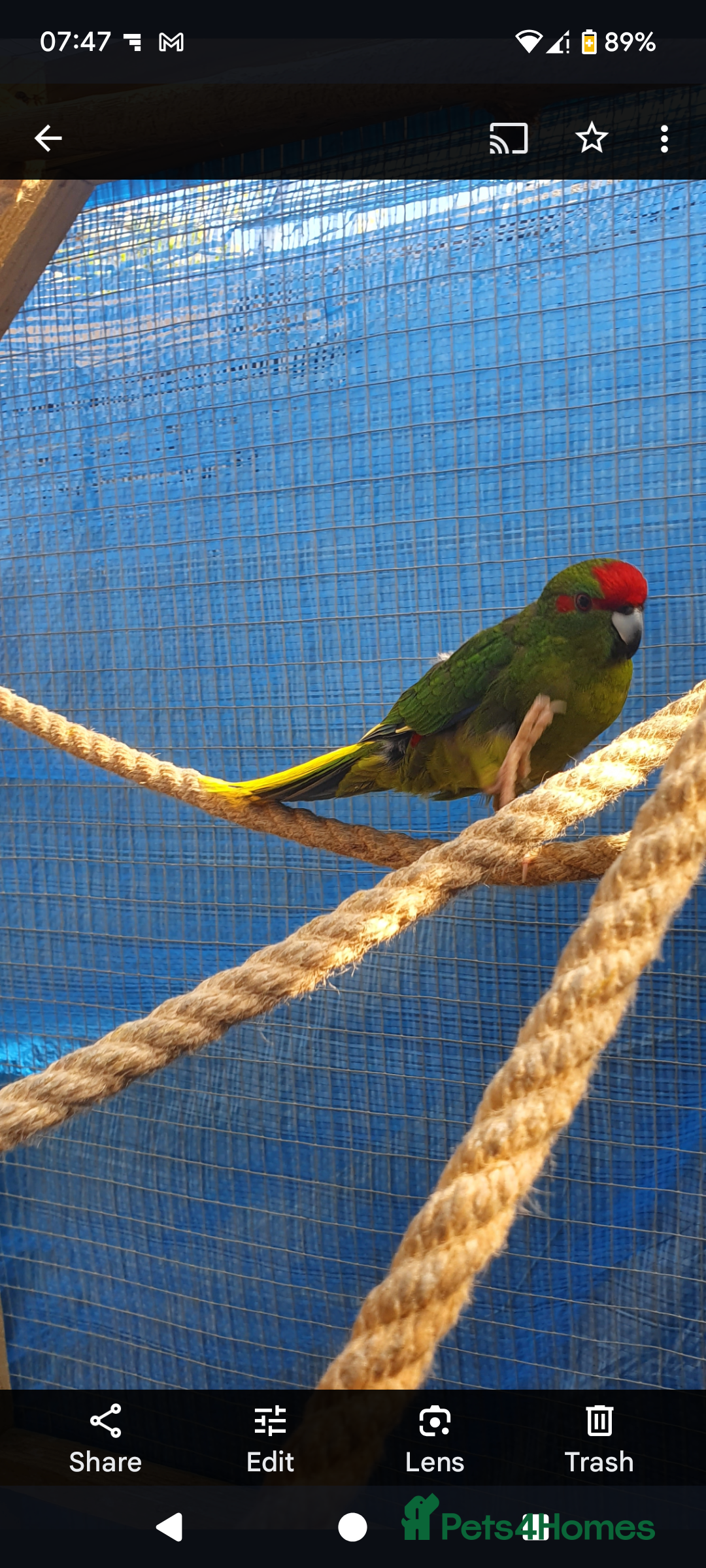 Parakeets birds for sale: 3 Beautiful Kakarikis for sale. 2 males, 1 female. - Image 6