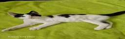 Mixed Breed cats for sale: Kittens - Advert 2