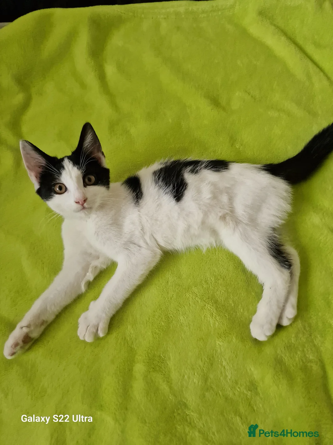 Mixed Breed cats for sale: Kittens - Advert 2