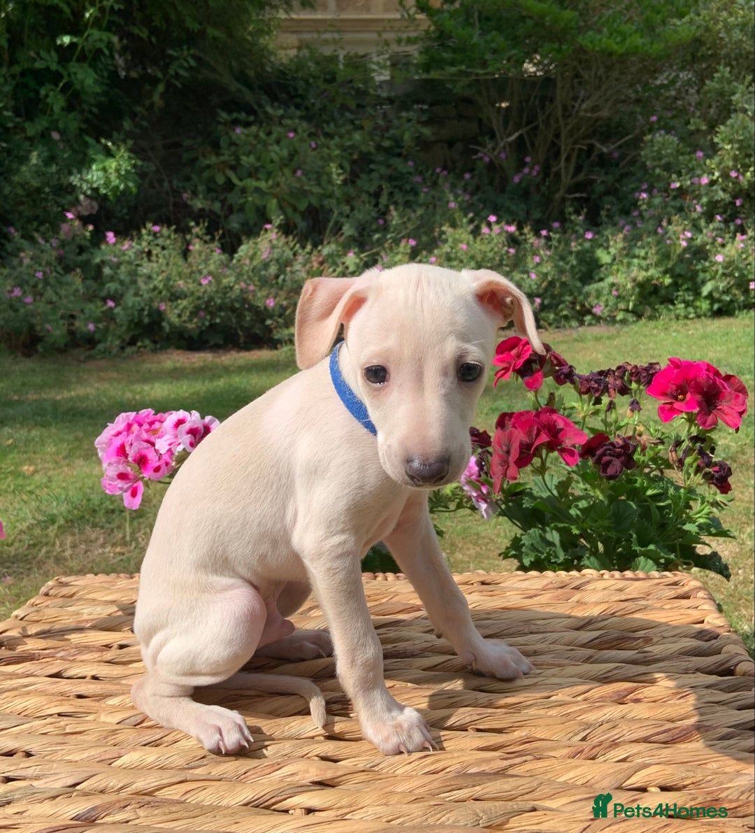 Italian Greyhound dogs for sale: Italian greyhound puppies KC reg European Lineage in Leeds - Image 31