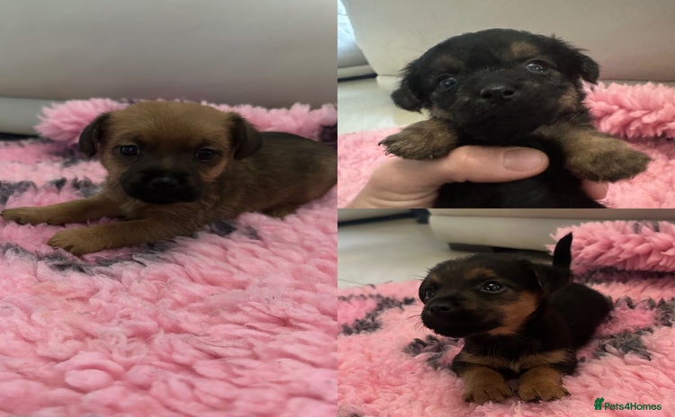 Mixed Breed dogs - Advert 16