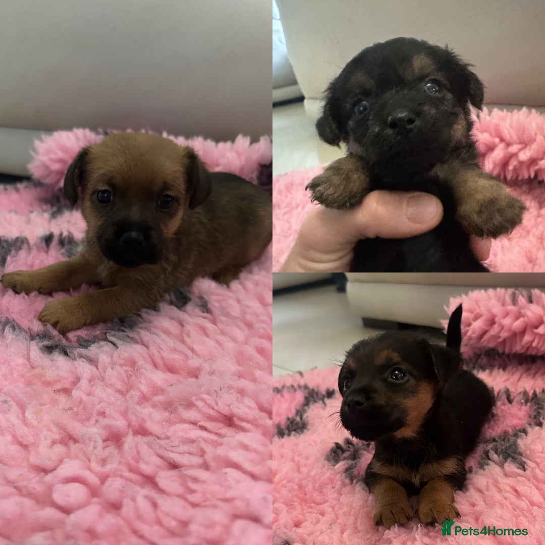 Mixed Breed dogs for sale: Norfolk terrier x Jack Russell  - Image 1