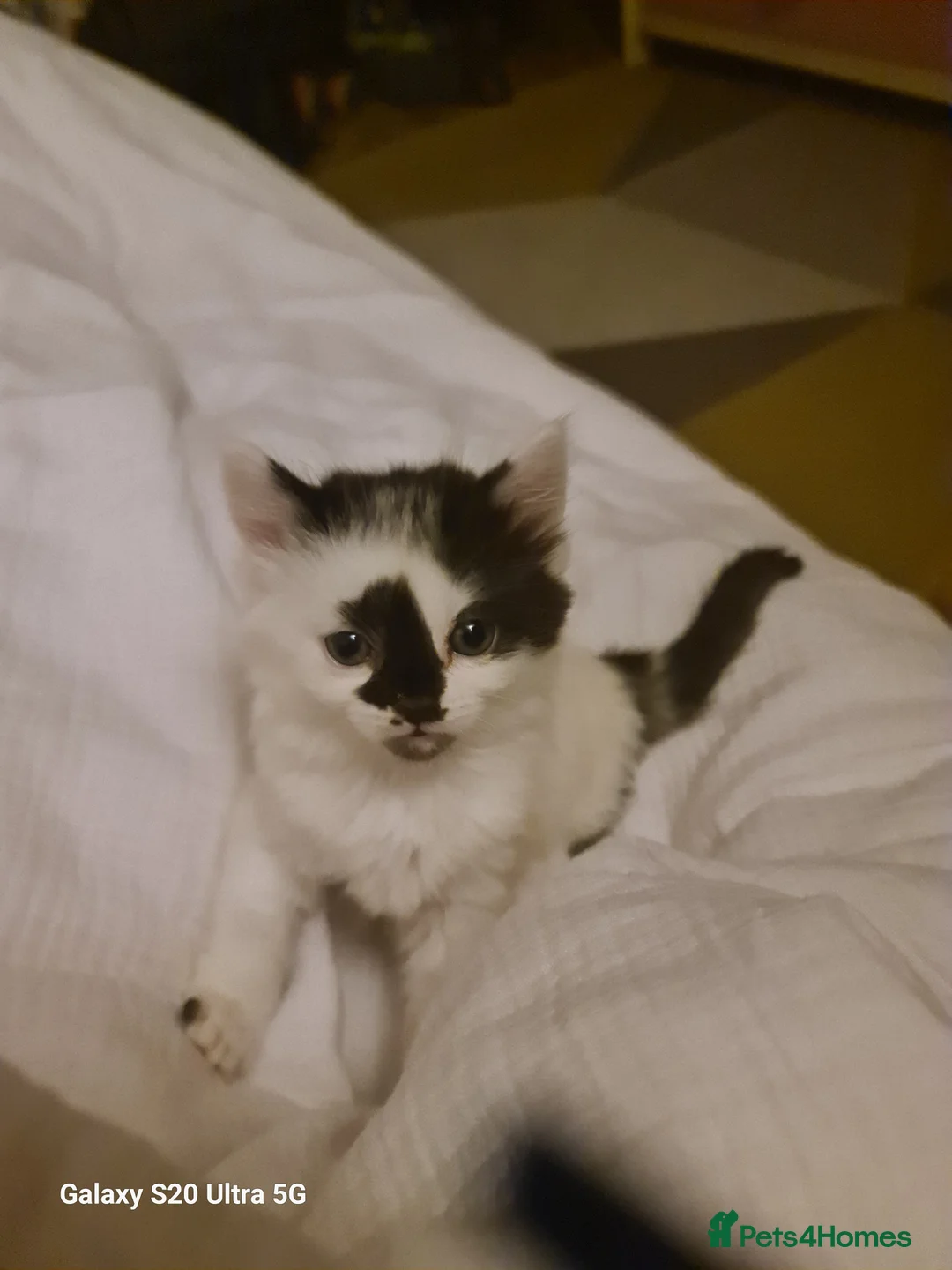 Siberian cats for sale: Kittens - Advert 30