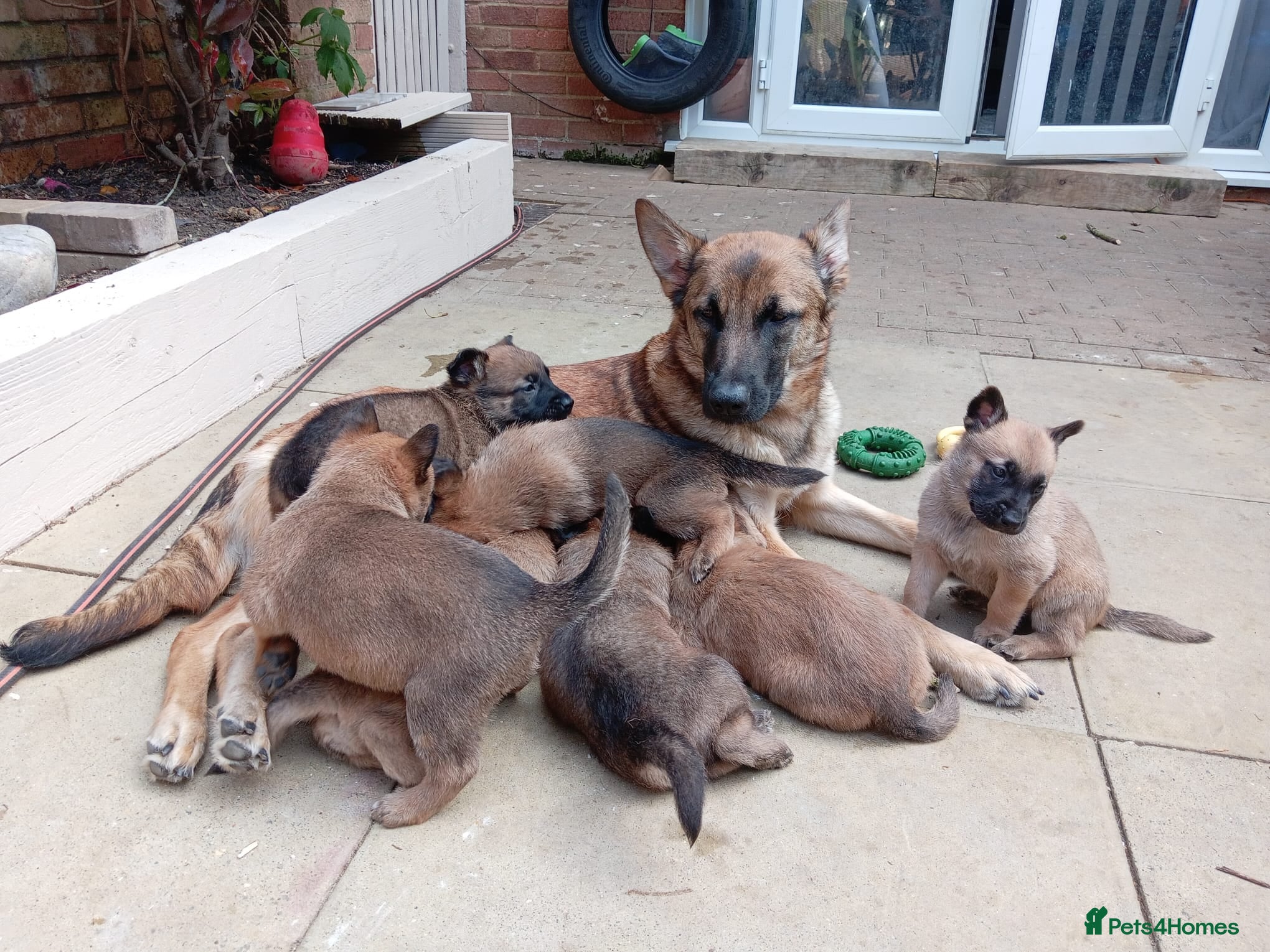 Belgian Shepherd Dog dogs for sale: Belgian Malinois Puppies Ready Now - Advert 8