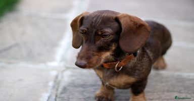 Miniature Dachshund dogs - Advert 5