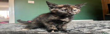 Mixed Breed Kitten 1