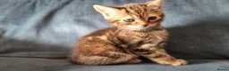 Mixed Breed cats for sale: 2 Darling girls  - Advert 7