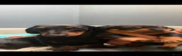Rottweiler dogs for sale: Rottweiler Puppies - Advert 4