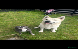 Akita dogs for sale: Akita 5 year old - Image 3