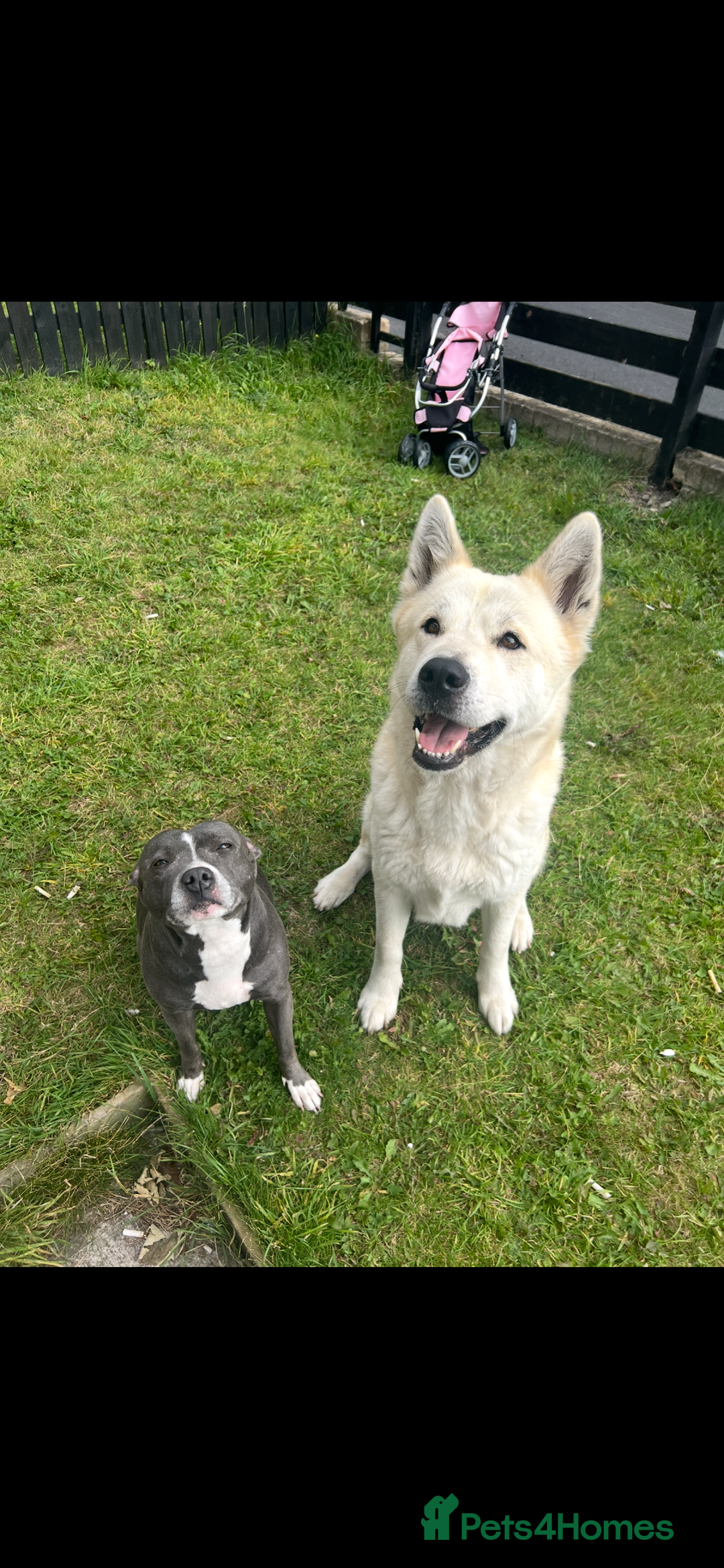 Akita dogs for sale: Akita 5 year old - Image 3