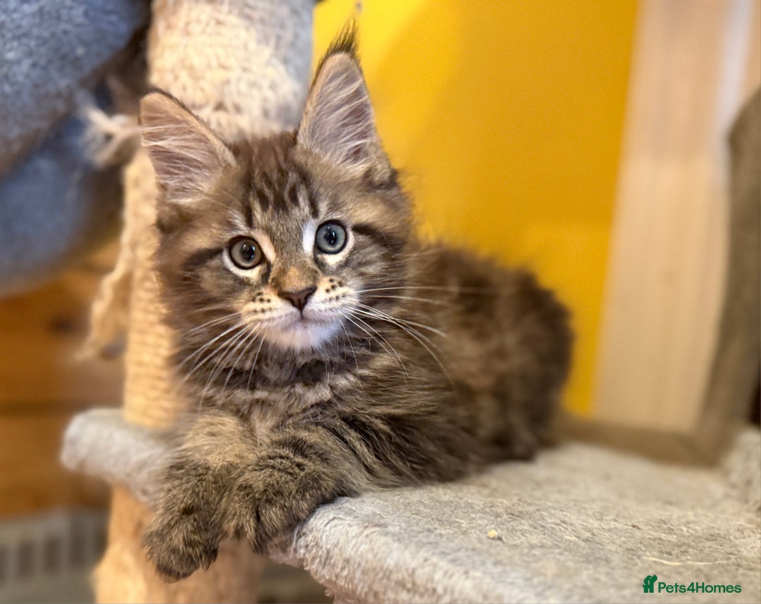 Maine Coon cats for sale: Purebred Maine Coon kittens from pedigree parents  in Lichfield - Image 3