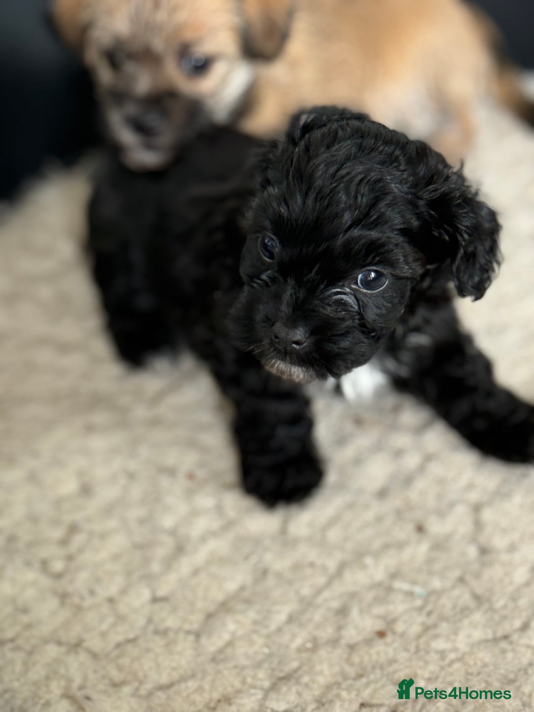 Yorkshire Terrier dogs for sale: Yorkies  - Image 13