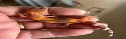Leopard Gecko reptiles for sale: Leopard Gecko Babies - Advert 5