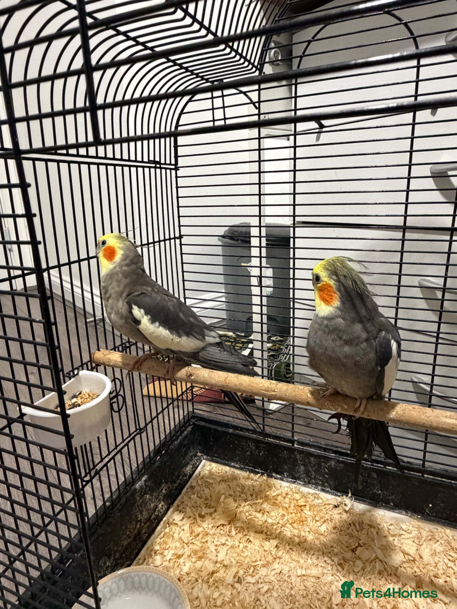 Cockatiels birds Cockatiels  - Advert 6