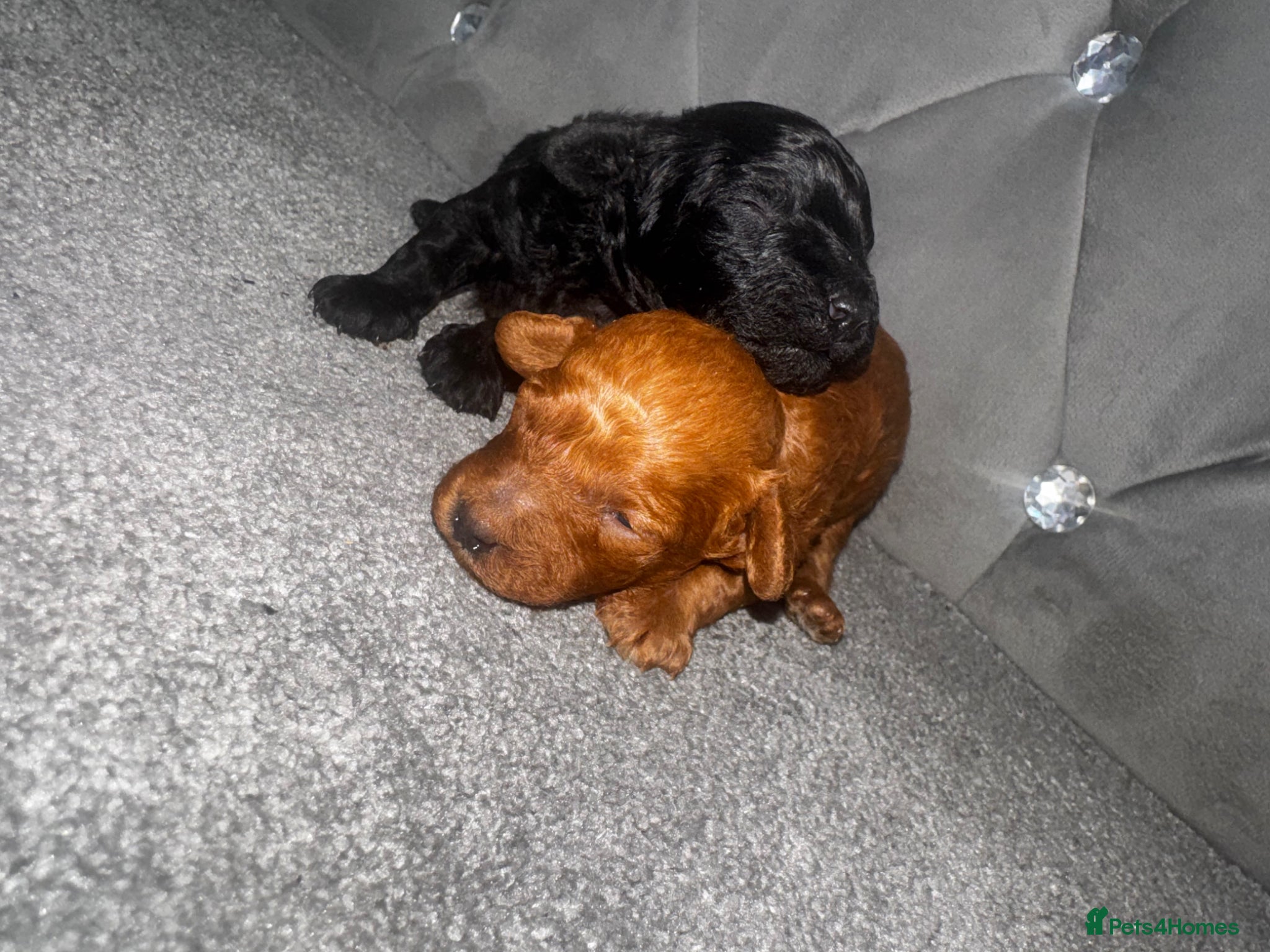 Toy Poodle dogs kc reg toy poodle puppies  - Advert 7