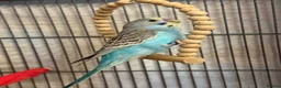 Budgerigars birds for sale: Hand Tame Baby Budgies - Advert 15