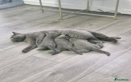 British Shorthair cats for sale: Pure BSH kittens GCCF Last Boy Left £700 - Image 10
