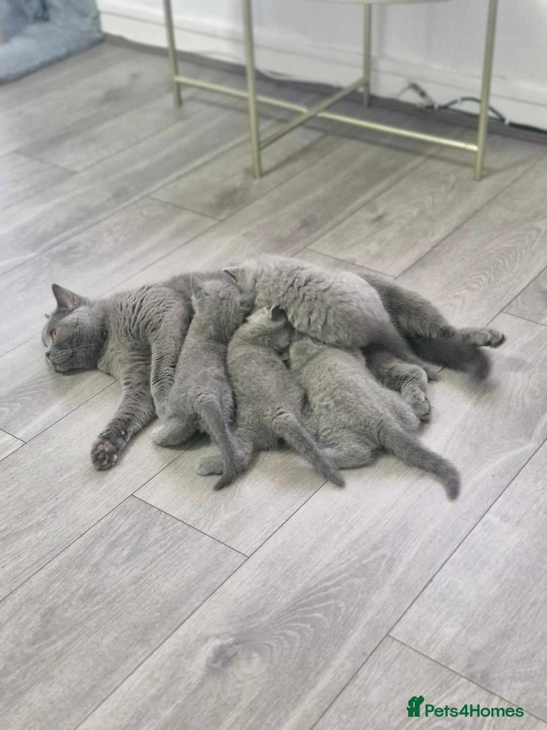 British Shorthair cats for sale: Pure BSH kittens GCCF Last Boy Left £700 - Image 10