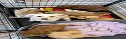 Coton De Tulear dogs for sale: COTON NOODLES puppies ready now  - Advert 2
