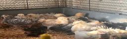Chickens poultry for sale: Pekin bantam hatching eggs, chicks, growers, hens - Advert 2