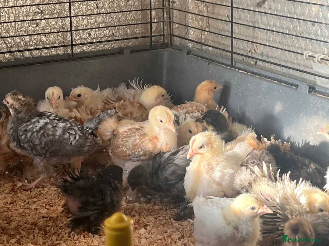 Chickens poultry for sale: Pekin bantam hatching eggs, chicks, growers, hens - Advert 2